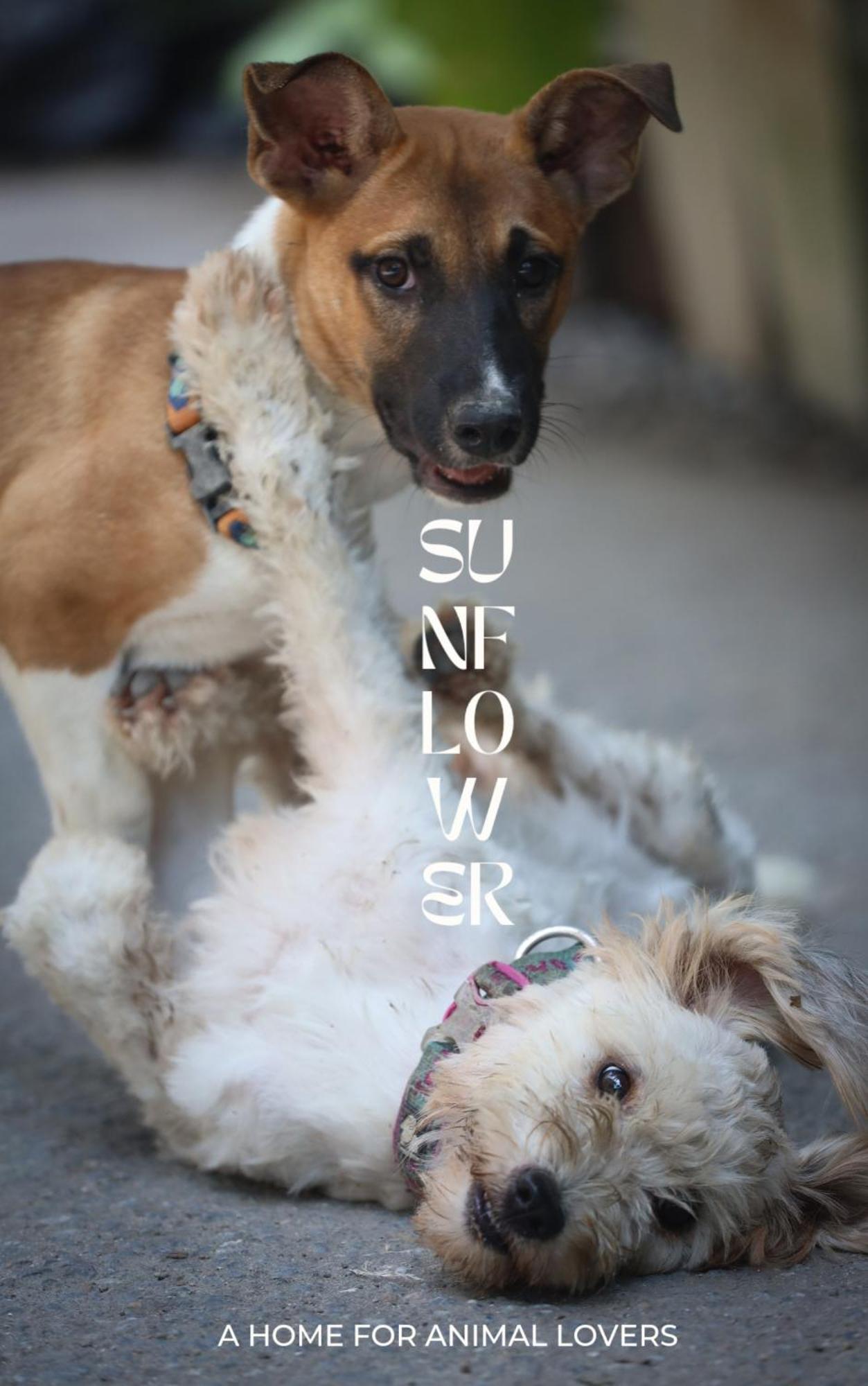 Sunflower Guesthouse And Animal Rescue - קו ליפה מראה חיצוני תמונה